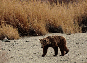 Ours de Gobi