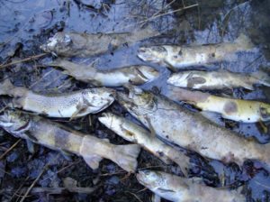 Mortalité piscicole due à l'eutrophisation. 
Photo : Collectif SOS LRC