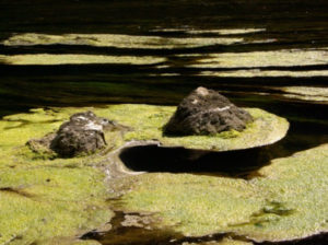 Mortalité piscicole due à l'eutrophisation. Photo : Collectif SOS LRC