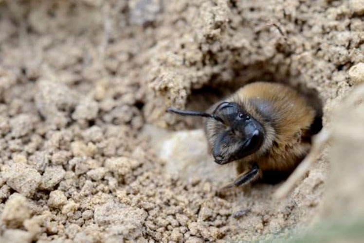 APICOOL Des Abeilles Dans La Terre Une Campagne D information 
