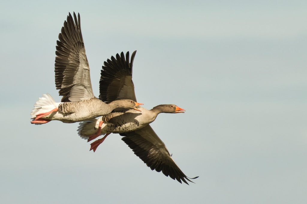 greylag goose, goose, bird, animal, flight, nature, birds in flight, flying, goose, goose, goose, goose, goose, bird, birds in flight