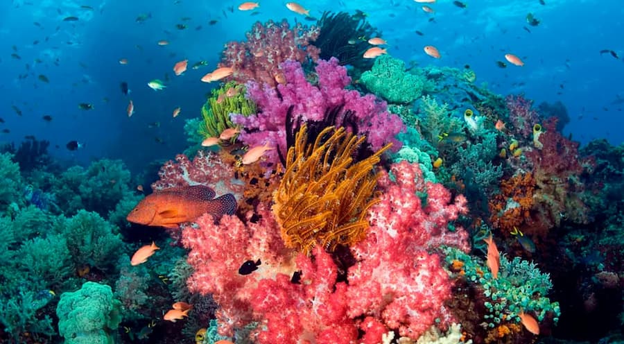 Corail-pleine-mer