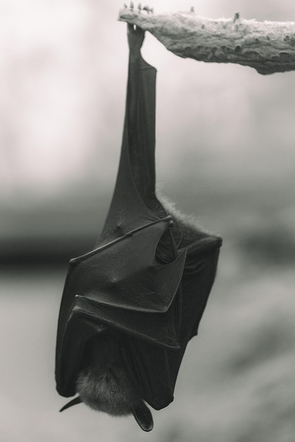 zoo, bat, wilhelma, stuttgart, germany, black and white, animal, nature, wildlife