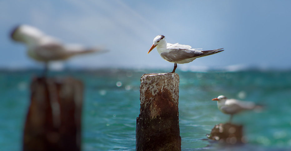 sterne-bretagne-oiseau