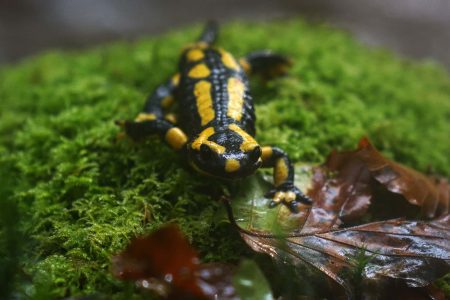 salamandre-vincent-lelong