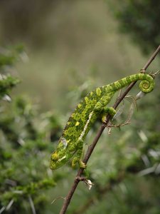 P-zarn Martin-cameleon