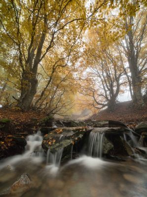 P-zarn Martin-foret-cascade