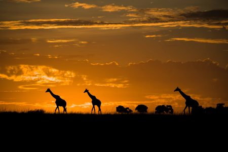 P-zarn Martin-girafe