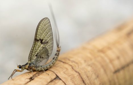 P-zarn Martin-insecte