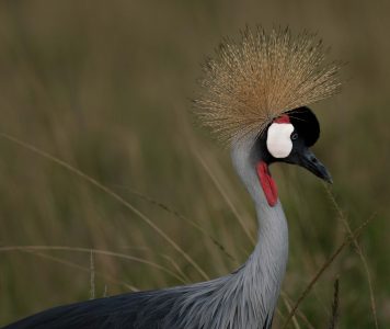 P-zarn Martin-oiseau