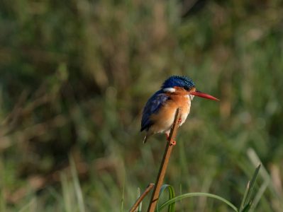 P-zarn Martin-oiseau3